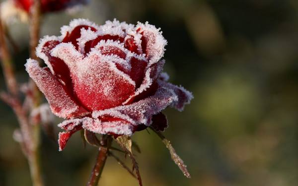 Подготовка роз к зиме, обрезка и укрытие - фото