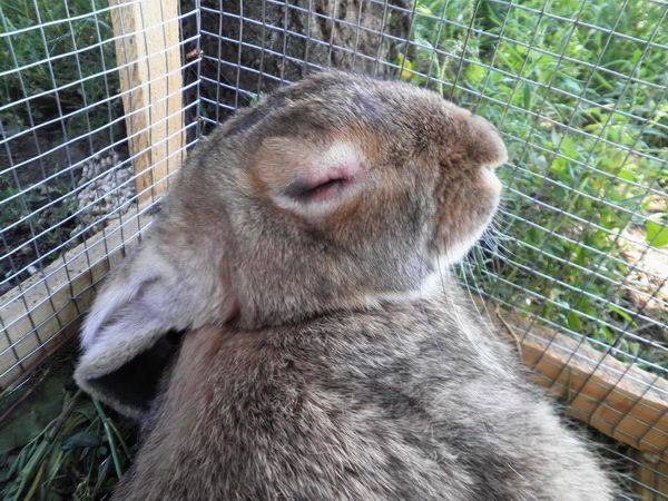 О вакцине для кроликов для предотвращения миксоматоза и вирусной геморрагической болезни с фото