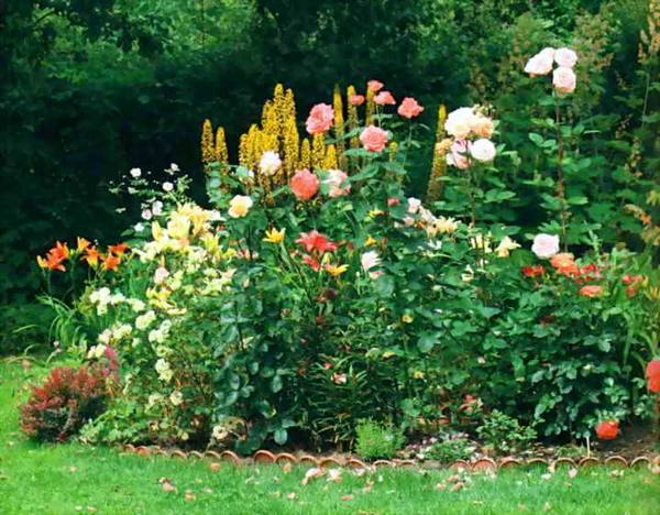 Варианты одноцветных миксбордеров для сада с фото