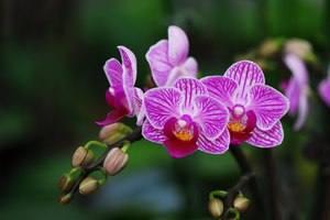 Виды комнатных разновидностей орхидей с названиями с фото