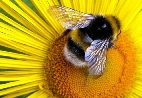 Виды и породы пчел с фото