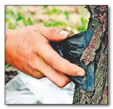 Виды повреждений деревьев и их защита - фото