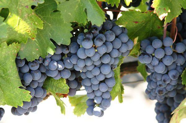 Как правильно сделать вино из синего винограда в домашних условиях - фото