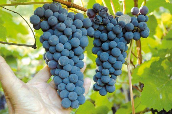 Характеристика и описание сорта винограда Амурский - фото