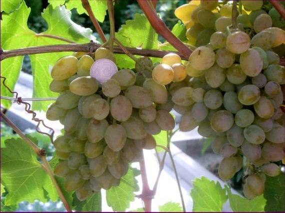 О винограде Элегант - фото