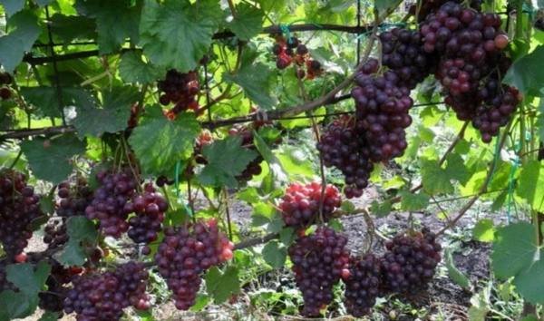 Подробное описание винограда сорта Кардинал - фото