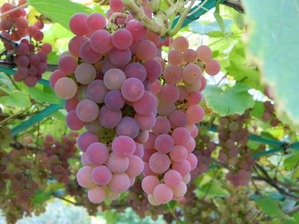 Сорта винограда для средней полосы: минский розовый - фото