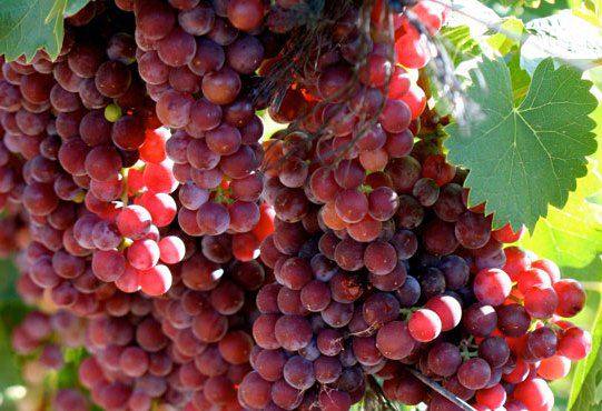 О винограде Мускат красный - фото