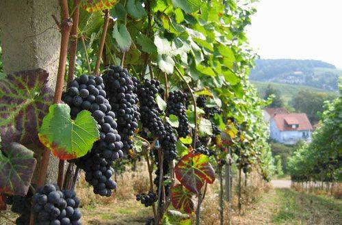 Последовательное выращивание винограда на территории Алтая - фото