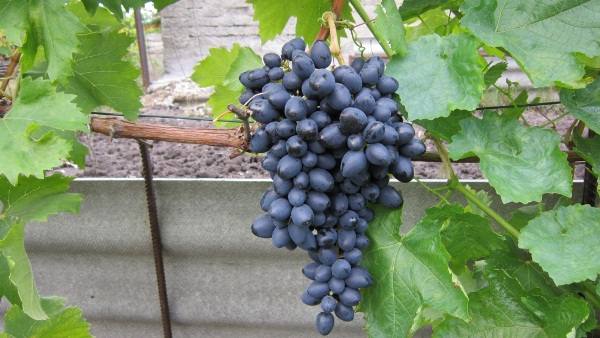 Подробное описание сорта винограда надежда азос с фото