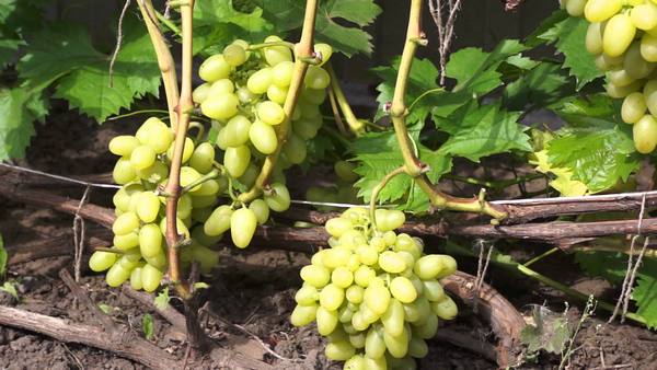 Секреты выращивания винограда Настя - фото