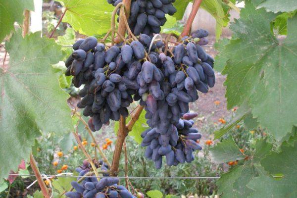 Гарантия качества и вкуса  виноград Дженеева с фото