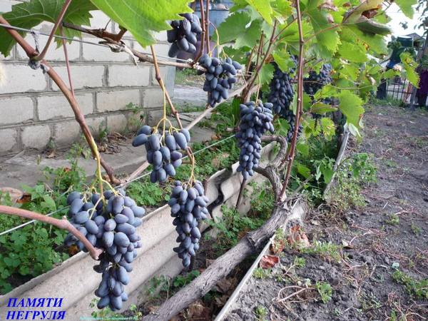 О винограде Памяти Негруля с фото