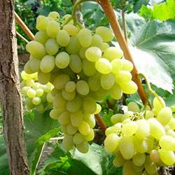 Описание и характеристики винограда сорта Плевен Отзывы садоводов - фото