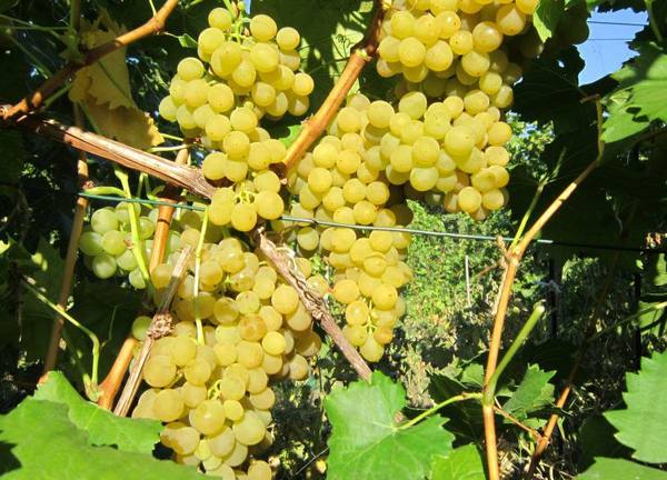Особенности винограда сорта «Феникс» с фото