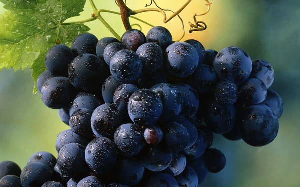 Симона — высокоурожайный, сильнорослый, вкусный сорт раннего винограда - фото