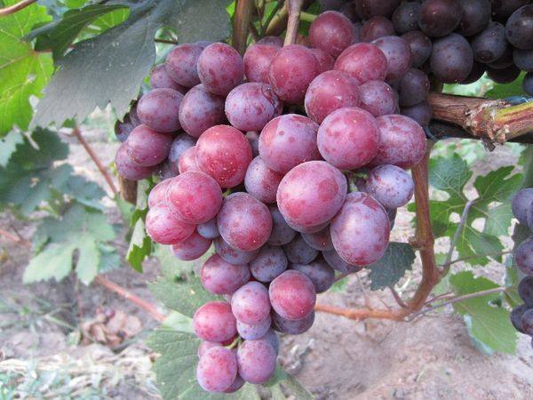 Описание и характеристика винограда сорта Сенатор - фото