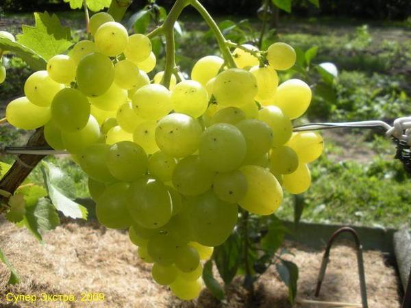Гибридная форма винограда Супер Экстра - фото