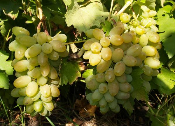 Тимур - сорт винограда - фото