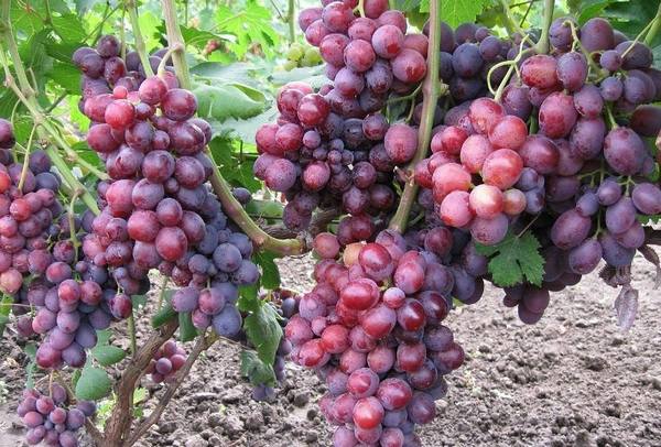 Виноград, любимый всеми — Заря Несветая с фото