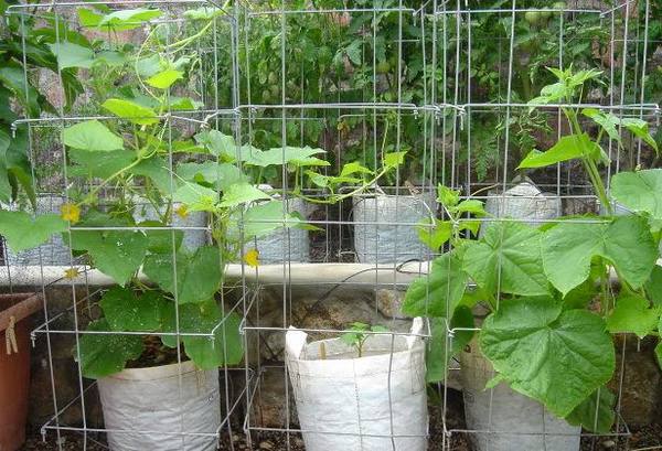 Особенности выращивания огурцов в мешках: описание процесса пошагово - фото