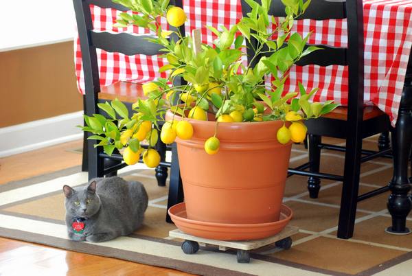 Особенности выращивания лимона в домашних условиях в горшке - фото