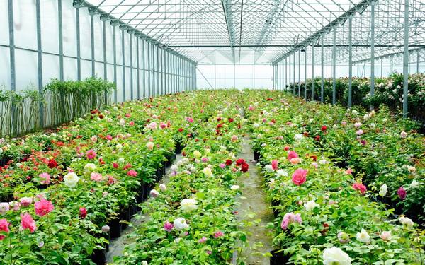 Выращивание роз в теплице и зимнем саду: о чем нужно помнить? - фото