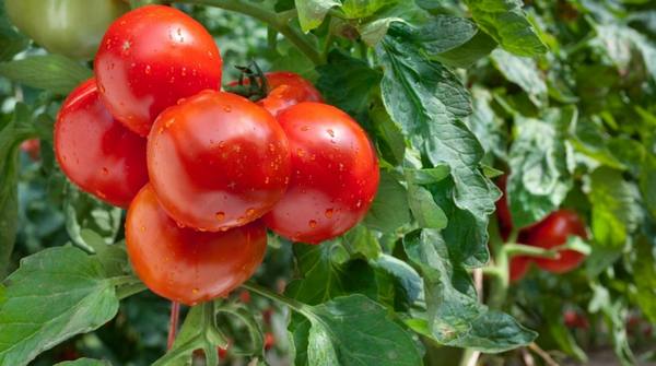 Выращивание томатов в открытом грунте: посадка, уход и уборка урожая - фото