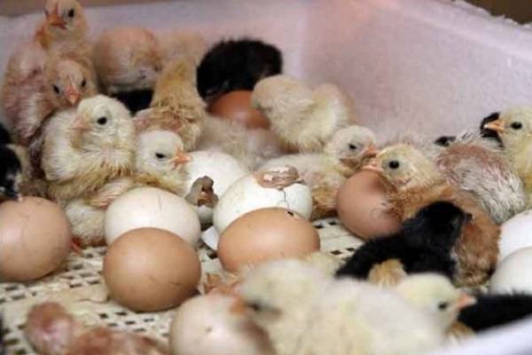 Правильное выращивании цыплят в домашних условиях - фото