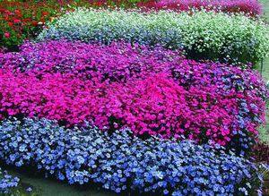 Выращивание цветов вискарии из семян - фото