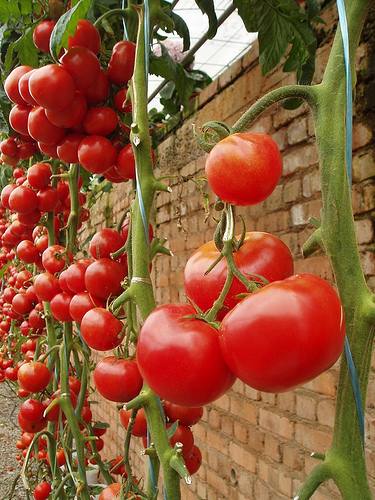 Высокорослые томаты Нужно ли пасынкование? с фото