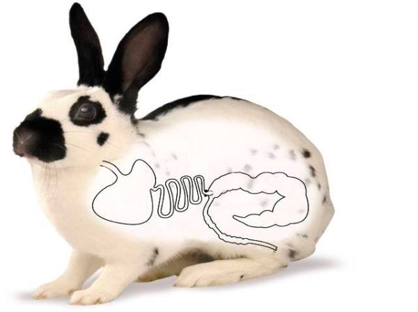 Причины и лечение вздутия живота у кроликов - фото