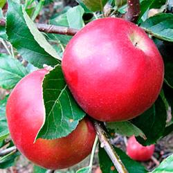 Описание сортовых качеств яблони Айдаред - фото