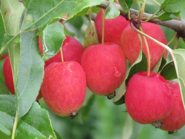 Полное описание сорта яблок Пепин шафранный - фото