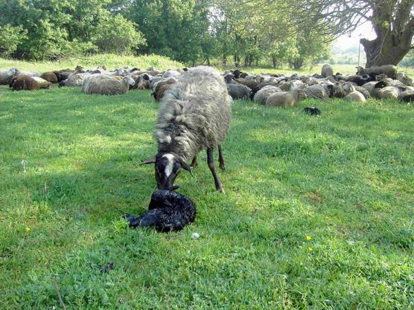 Уход за суягнутой овцой и молодняком - фото