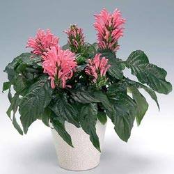 Якобиния: растение с цветком кораллового цвета - фото